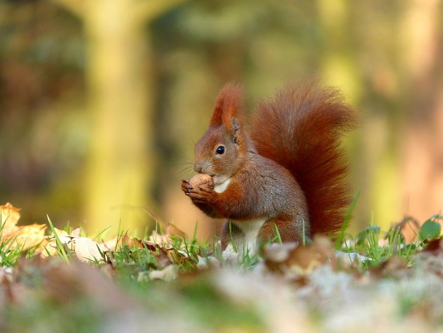Squirrel
