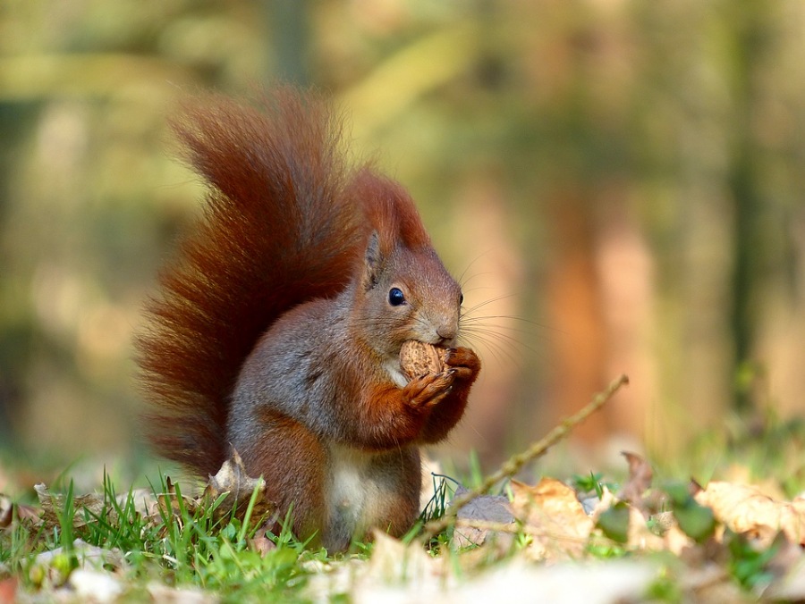 Squirrel