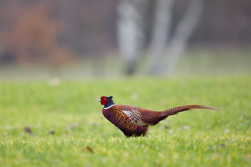 Pheasant  
