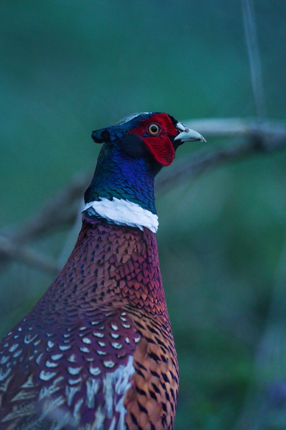 Pheasant  