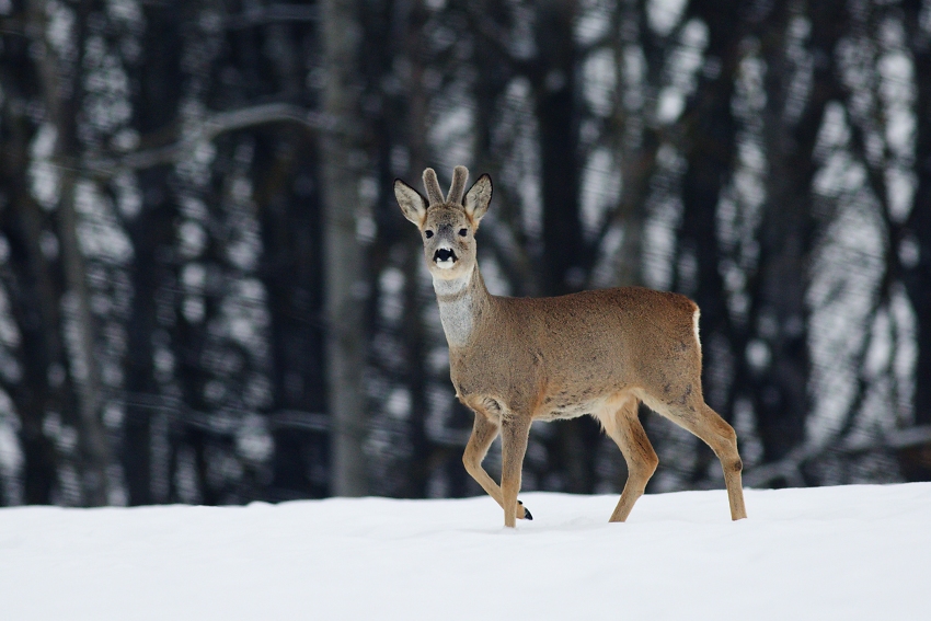 Roe deer