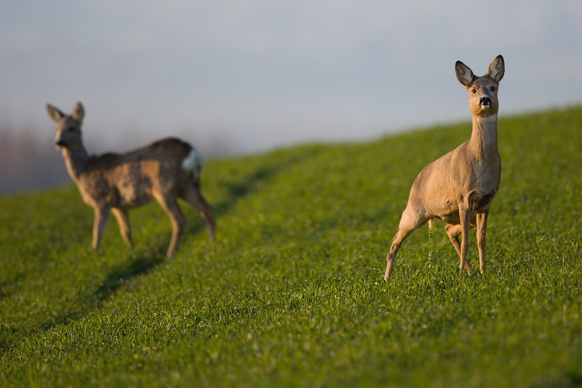 Roe deer