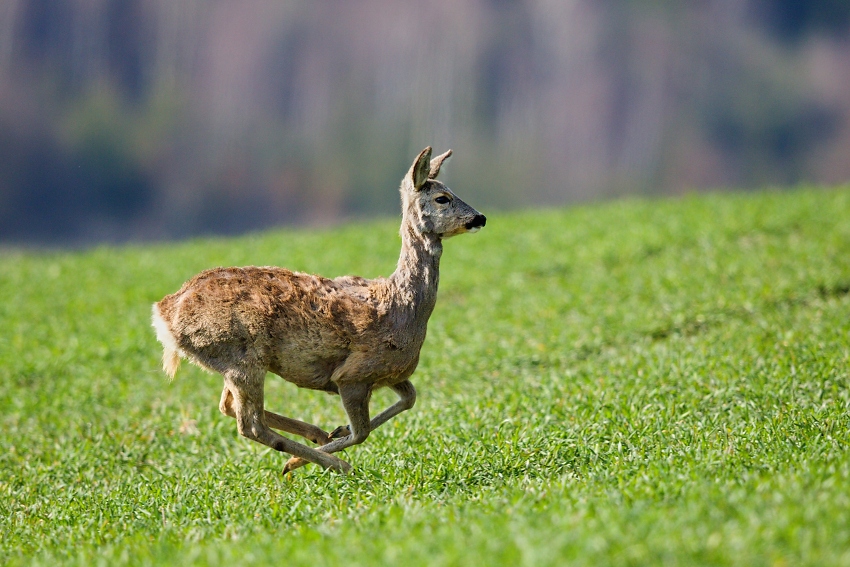 Roe deer