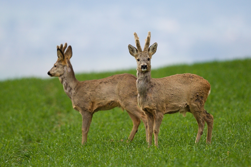 Roe deer