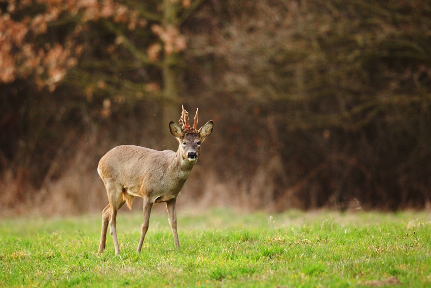 Roe deer