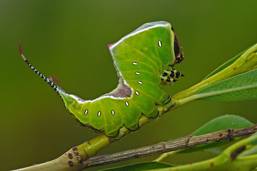 Larva of a puss moth