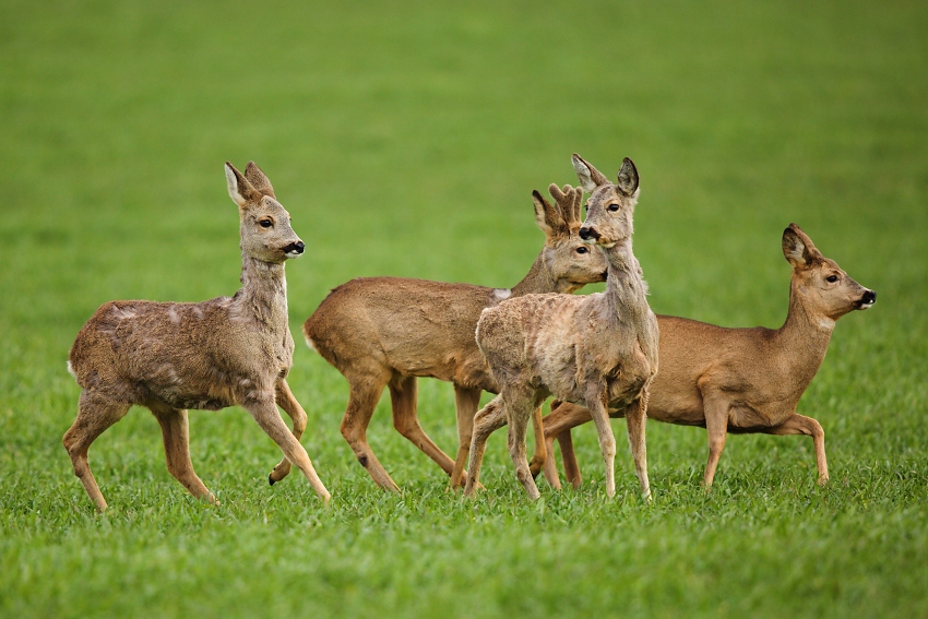 Roe deer