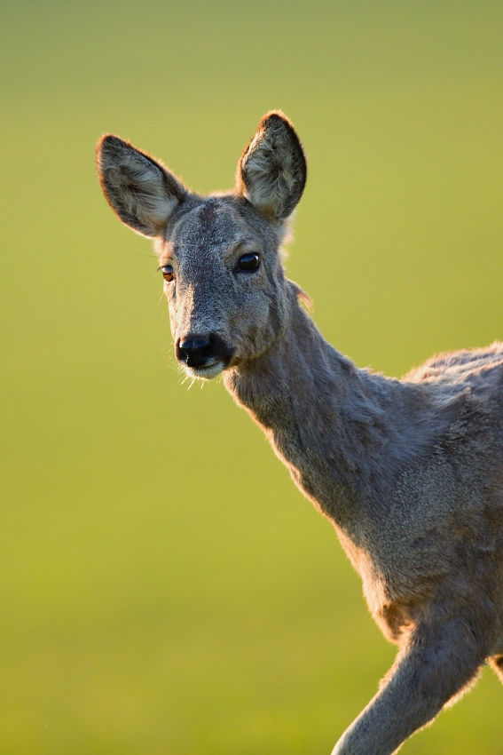Roe deer