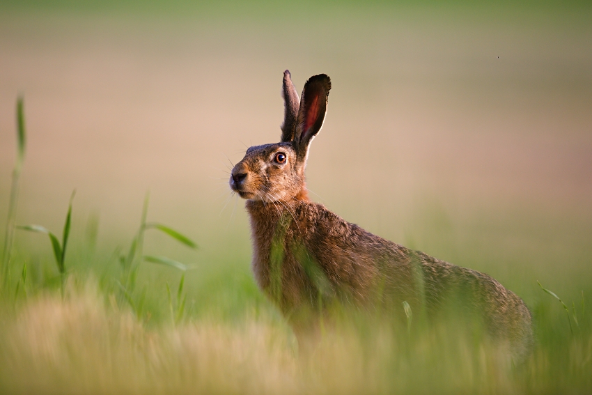 Brown Hare 