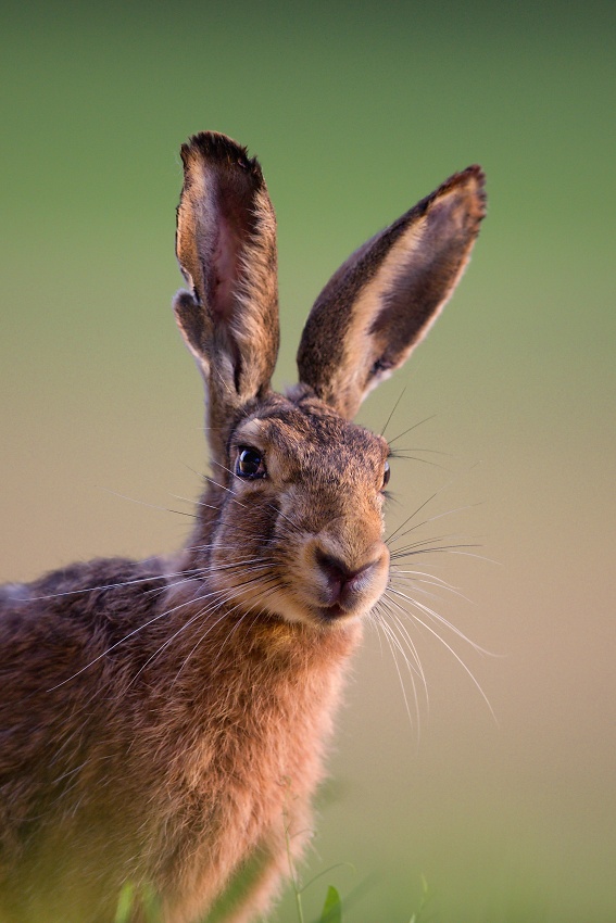 Brown Hare