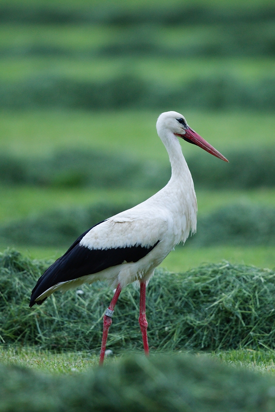 White stork