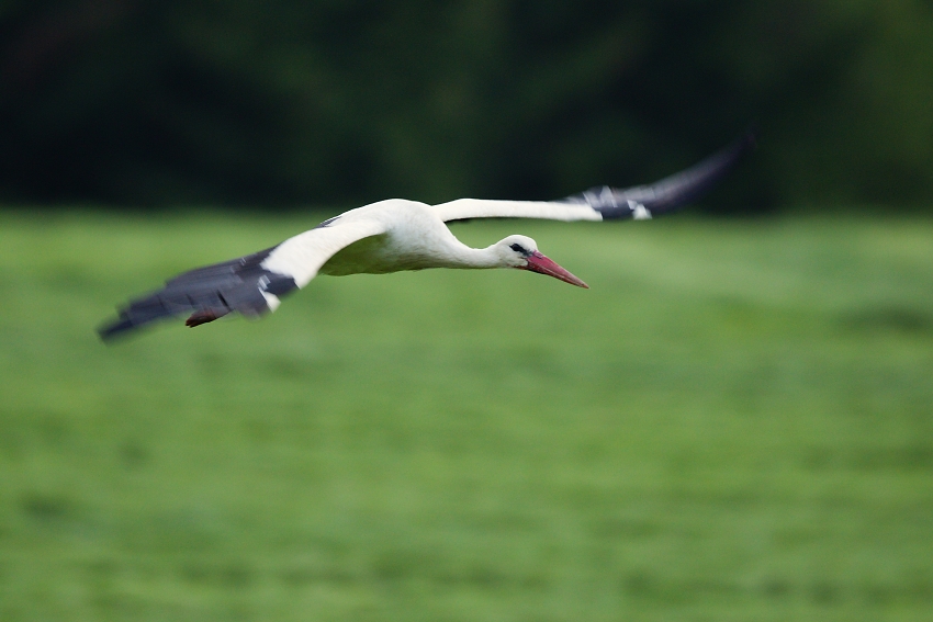 White stork