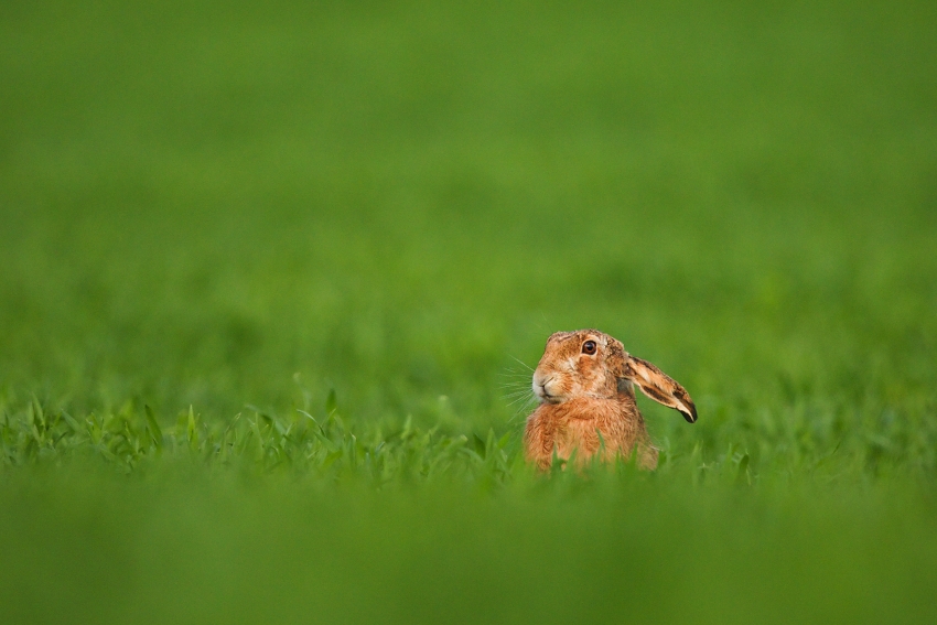Brown Hare 