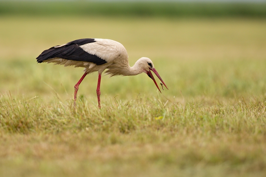White stork 