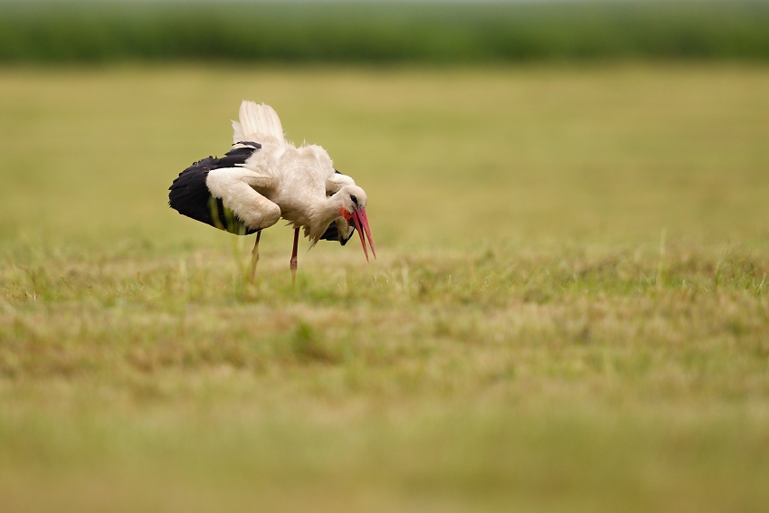 White stork 