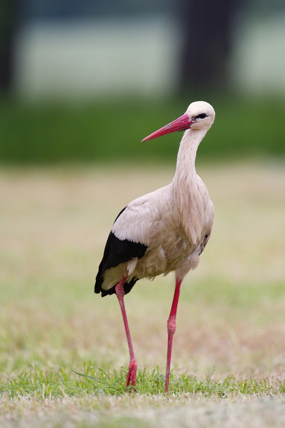 White stork 