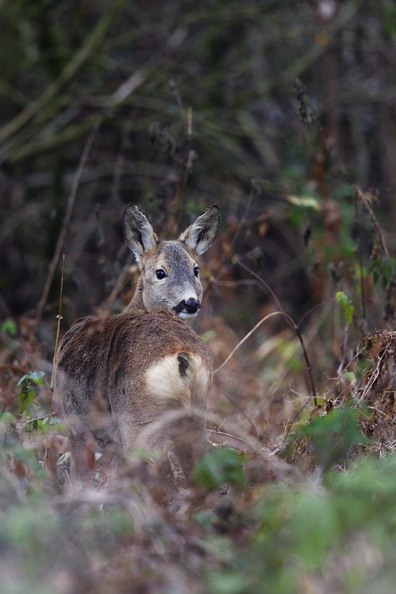 Roe deer