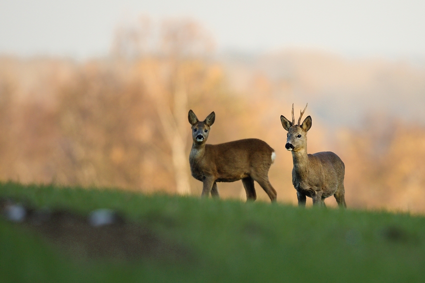 Roe deer