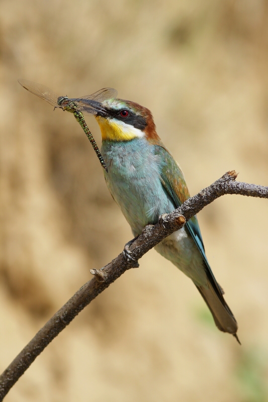 Bee-cater