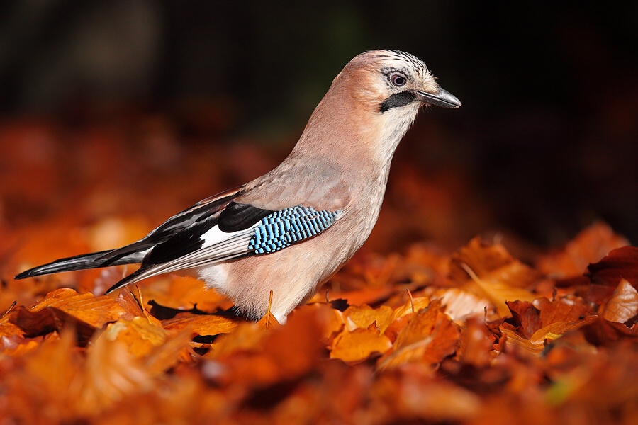 Jay
