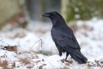 Krkavec velký