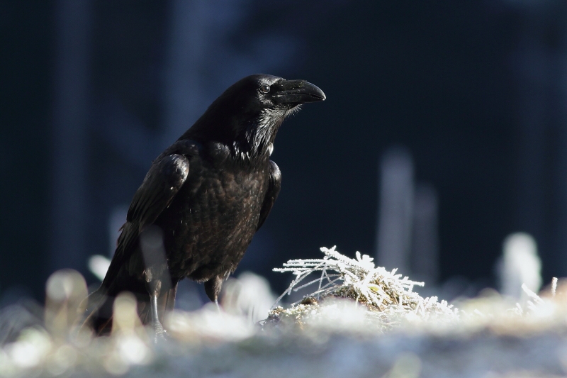 Common Raven