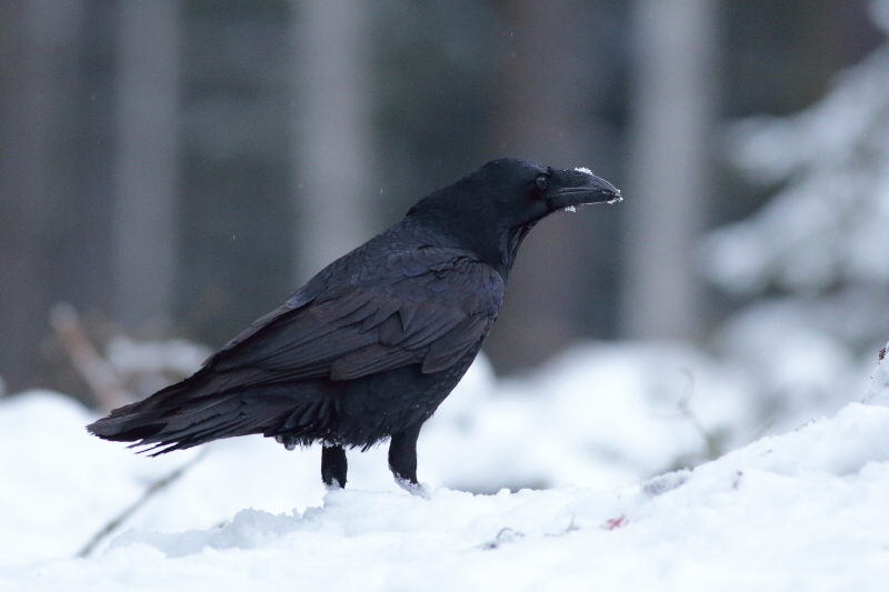 Common Raven