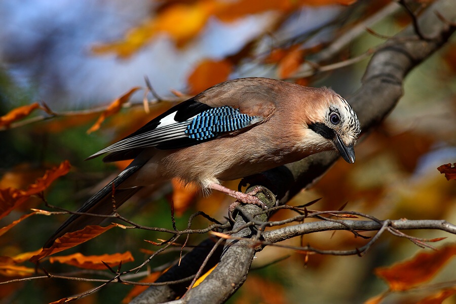 Jay