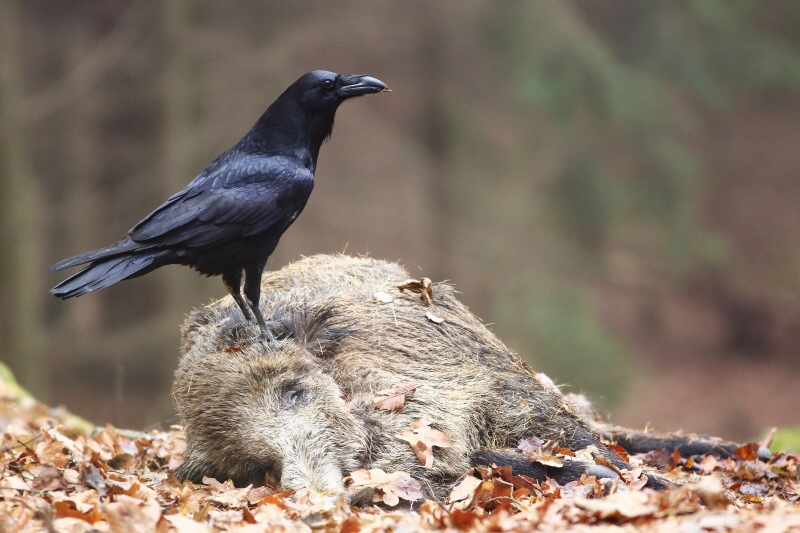 Common Raven