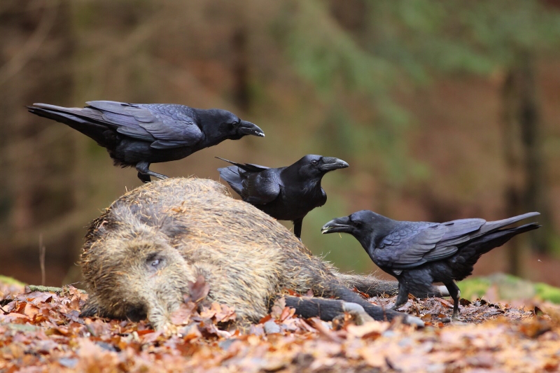 Common Raven