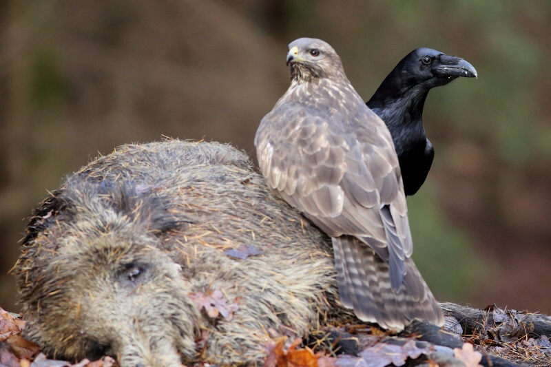 Common Raven