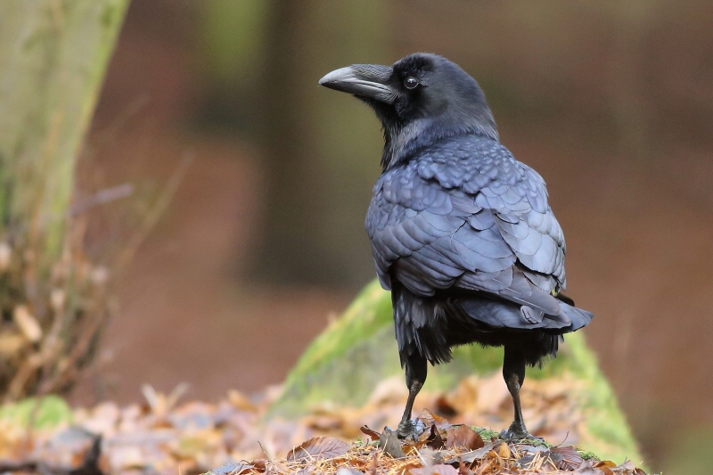 Common Raven