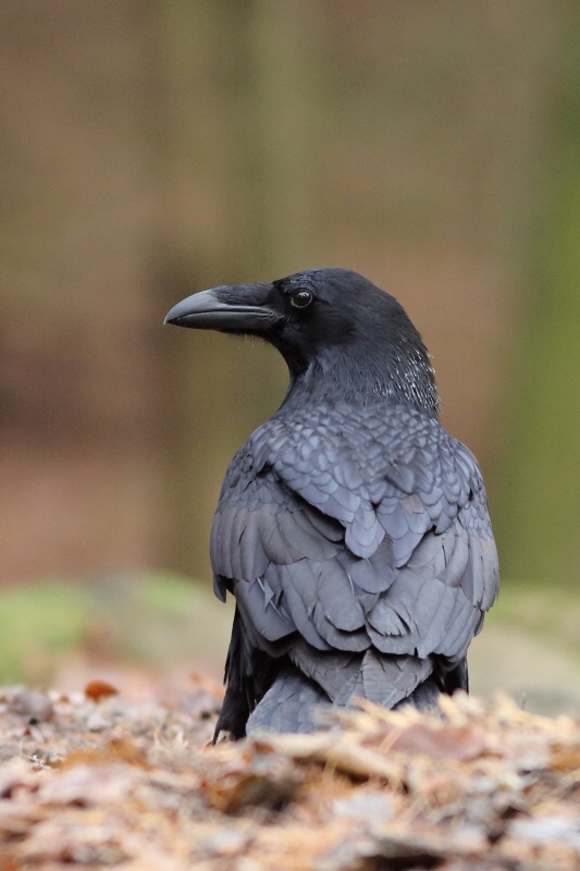 Common Raven