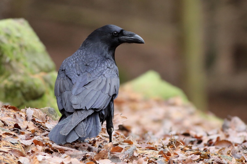 Common Raven