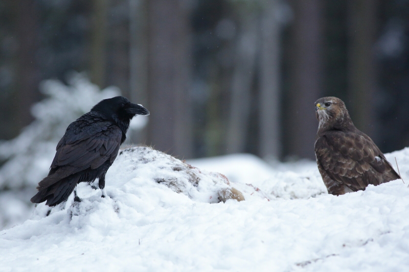 Common Raven