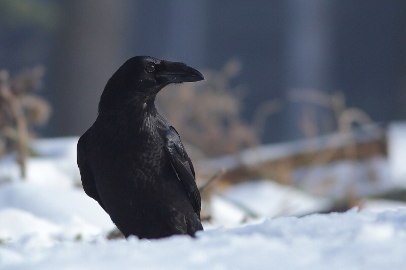 Common Raven
