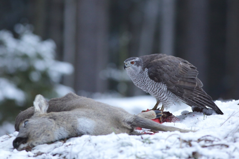Goshawk