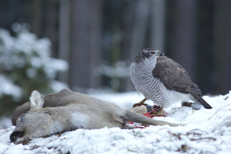 Goshawk