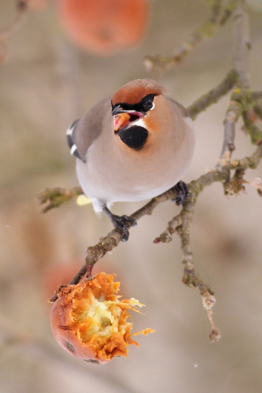 Bohemian waxwing