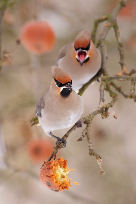 Bohemian waxwing