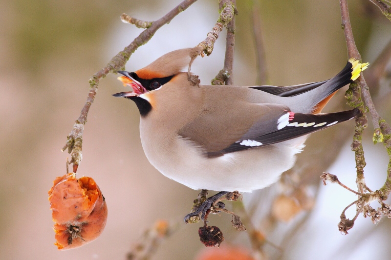 Bohemian waxwing