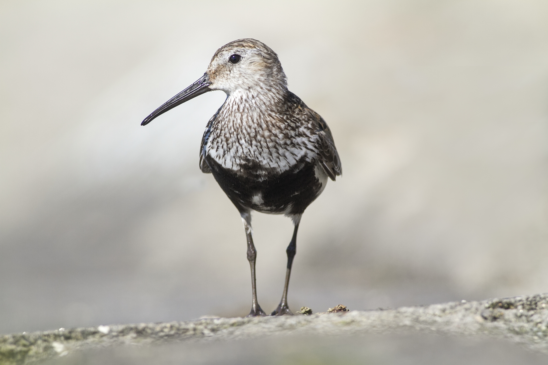 Bécasseau variable 