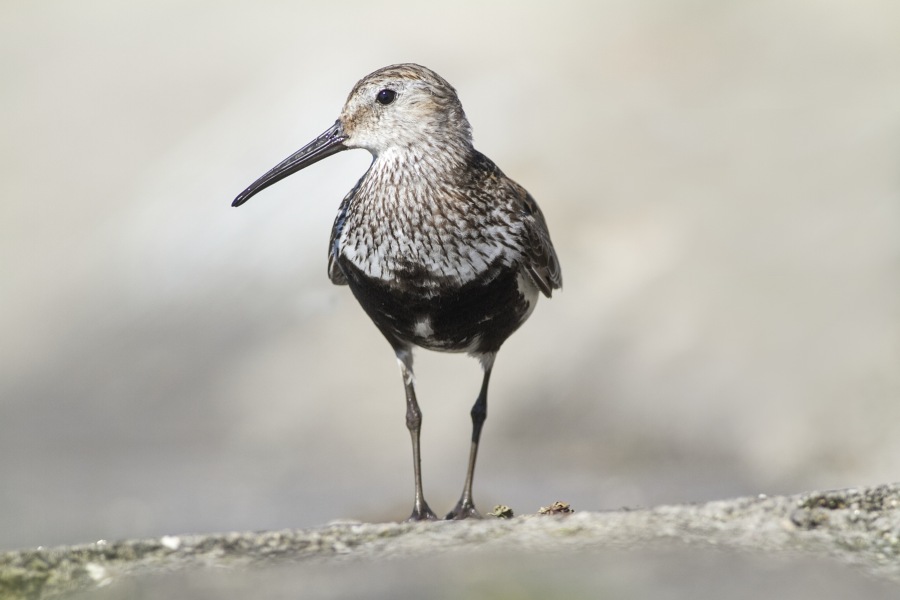 Bécasseau variable 