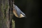 brhlík lesní (Sitta europaea)