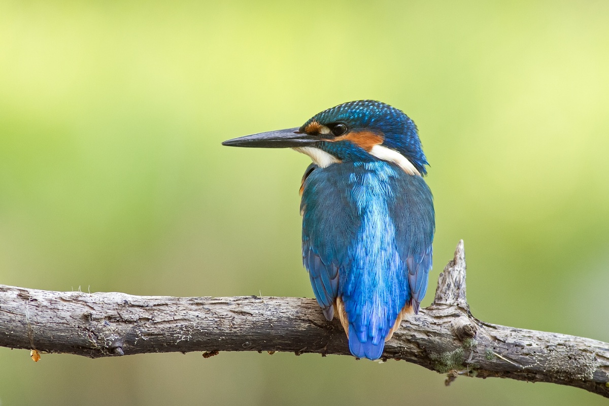 Kingfisher