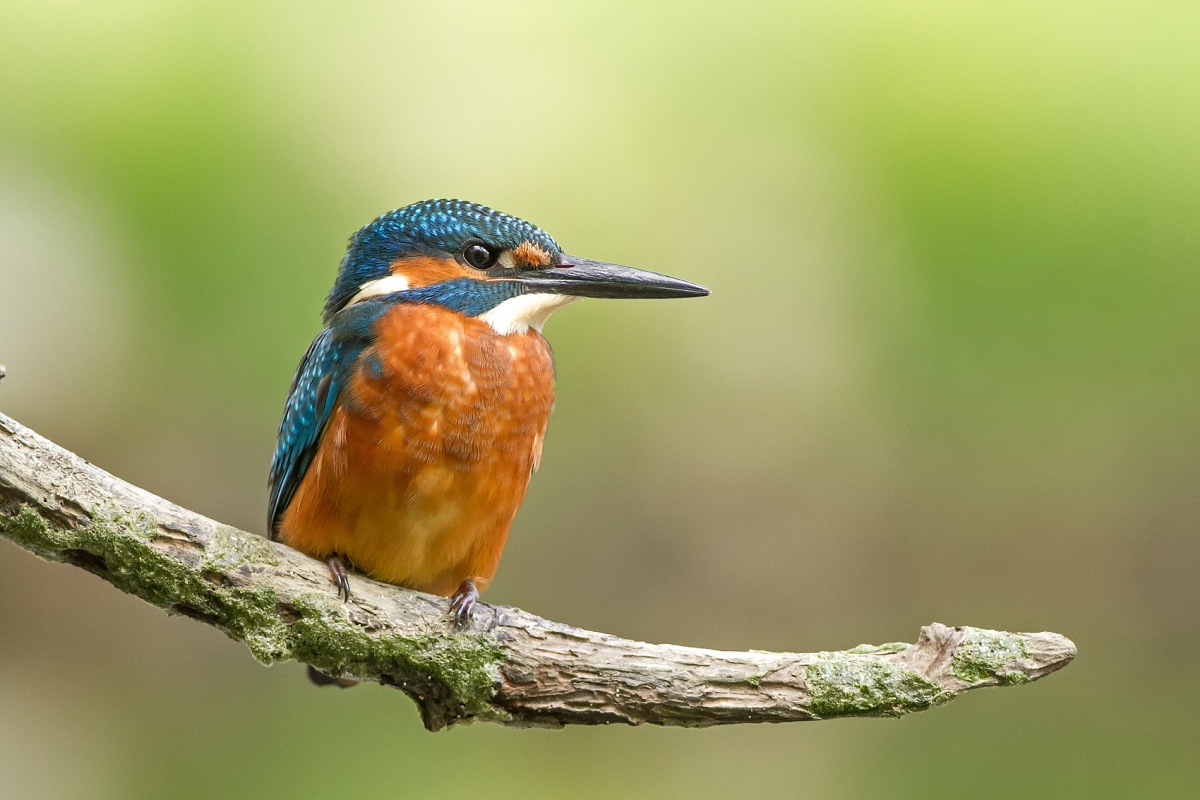 Kingfisher