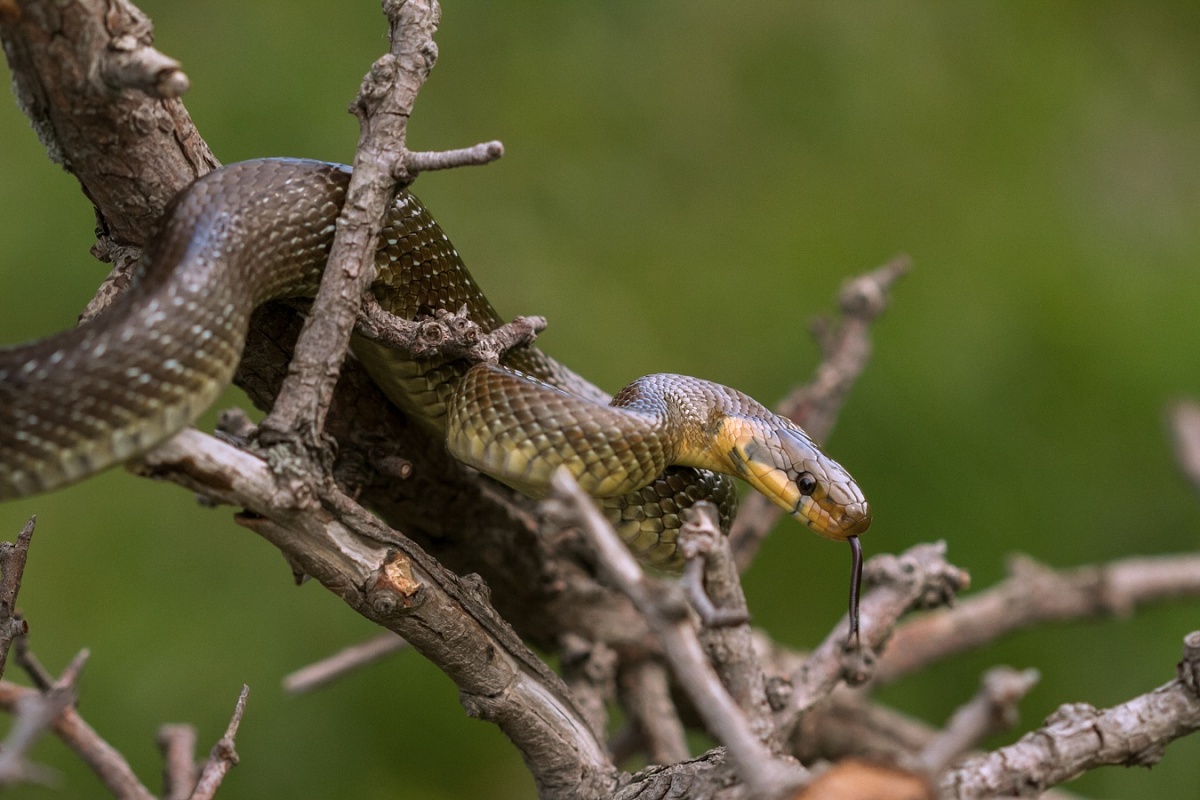 The Aesculapian Rat Snake