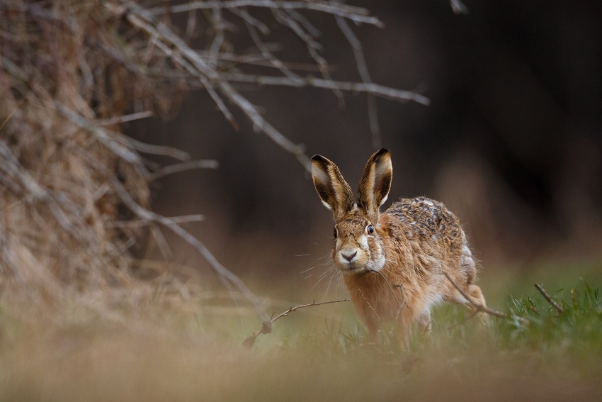 Brown Hare 