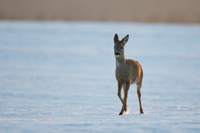 Roe deer