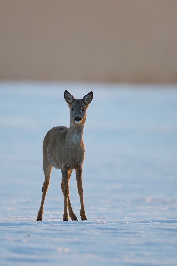 Roe deer